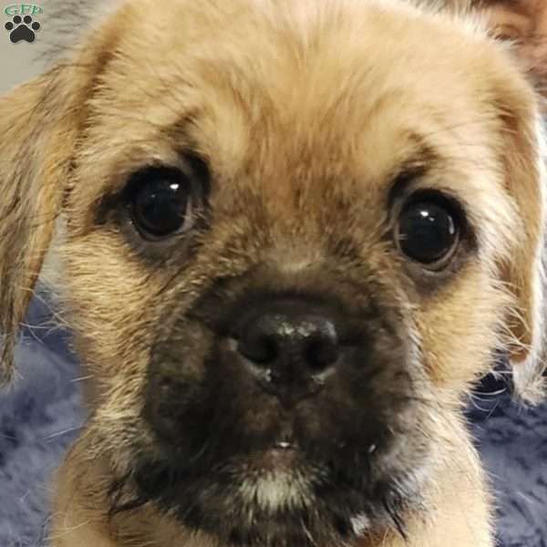 Teddybear, Pug Mix Puppy